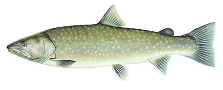 bulltrout